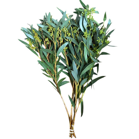 IMPORT - 300gm Eucalyptus Nut Berry