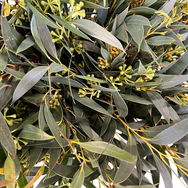 IMPORT - 300gm Eucalyptus Nut Berry