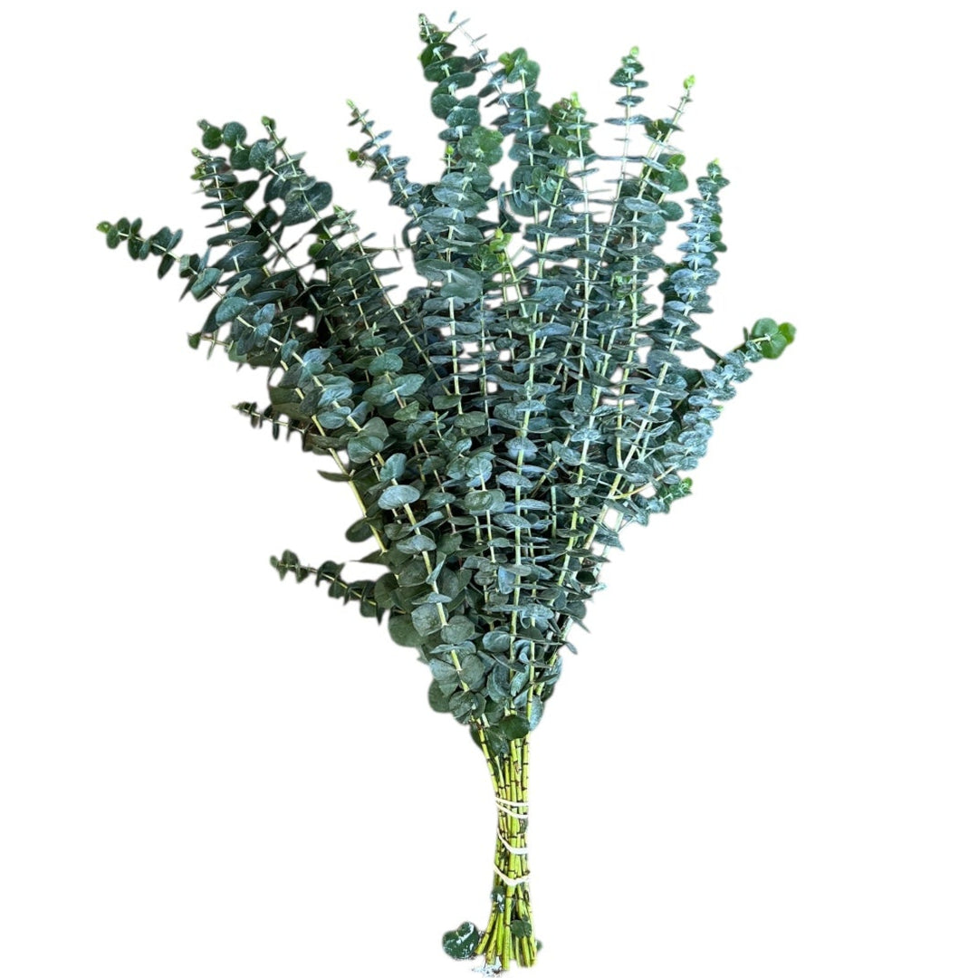 IMPORT - Eucalyptus Baby Blue - Italian