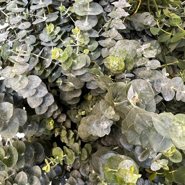 IMPORT - Eucalyptus Baby Blue - Italian