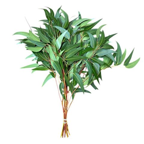 south african eucalyptus import foliage UK