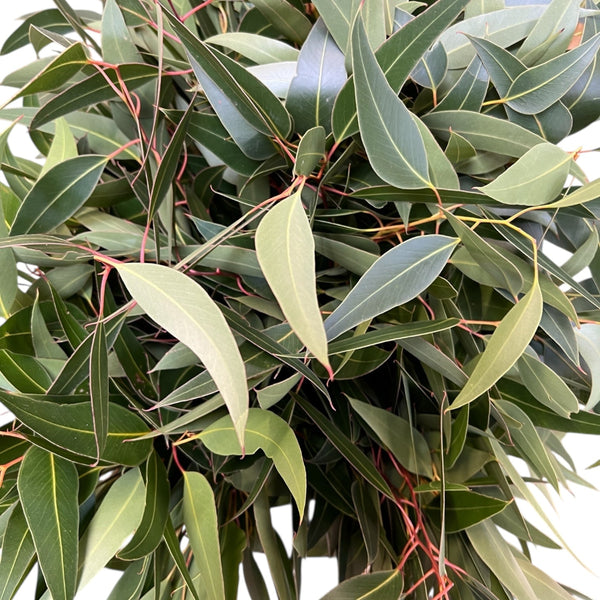 import eucalyptus florist wholesale online