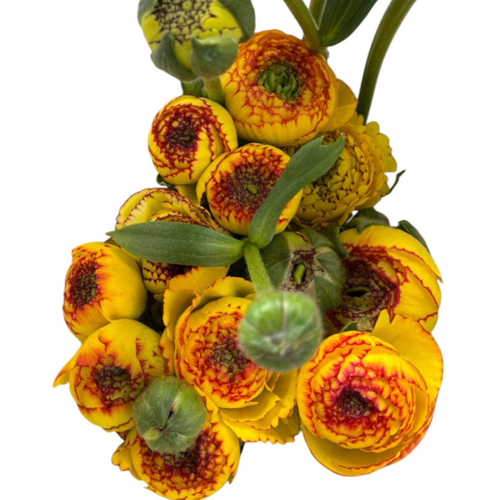 norfolk picotee yellow ranunculus wholesale