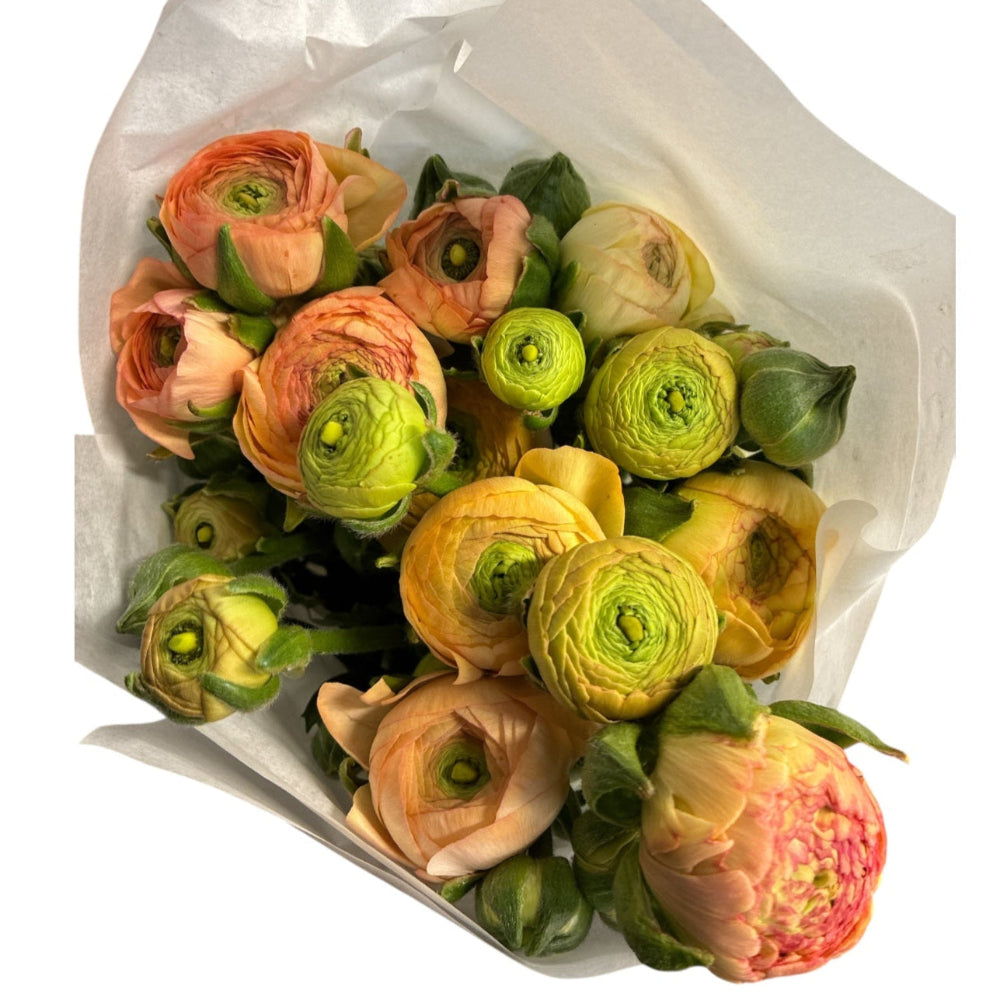 apricot ranunculus online wholesale