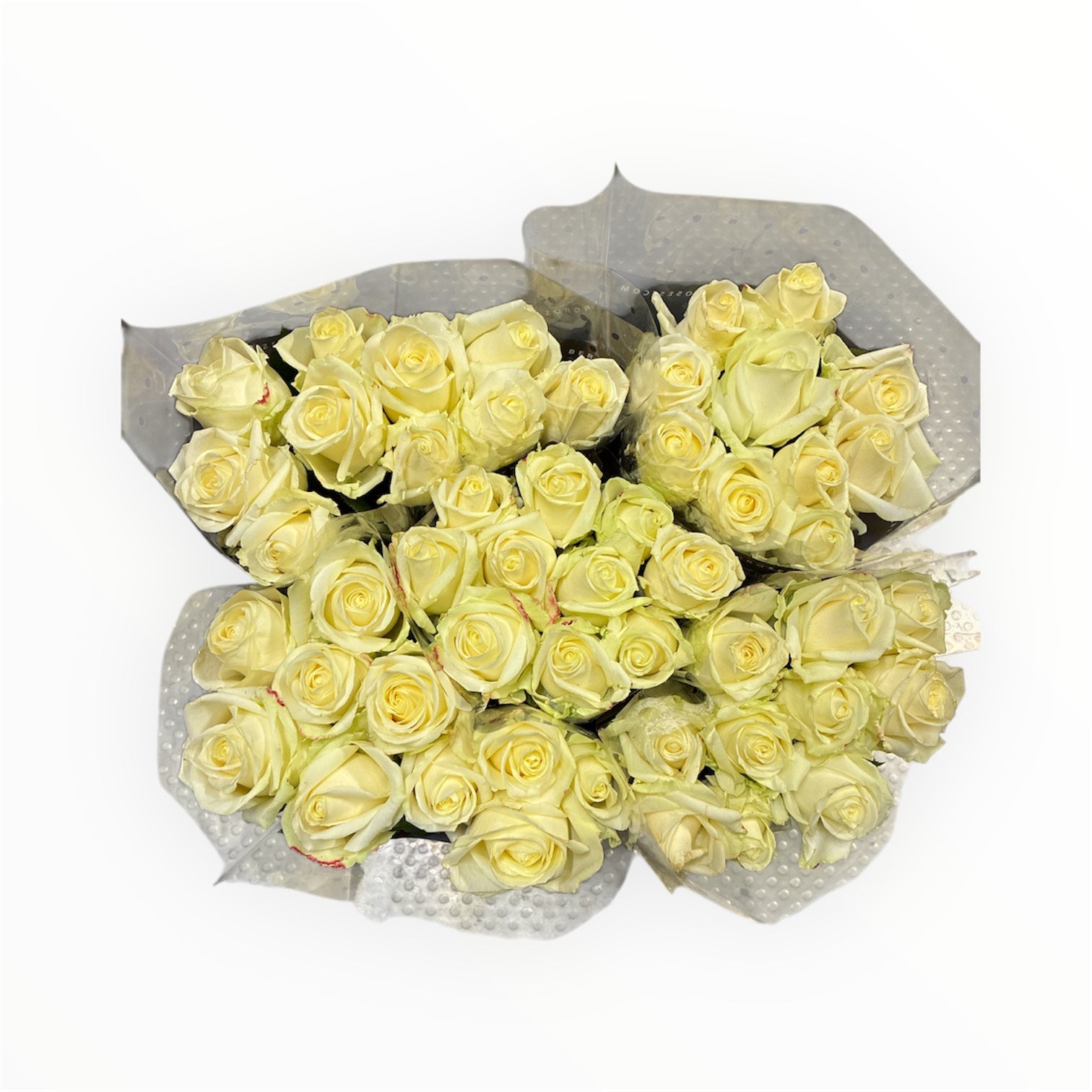IMPORT ROSE - Large Headed Avalanche 60cm - 10 stems