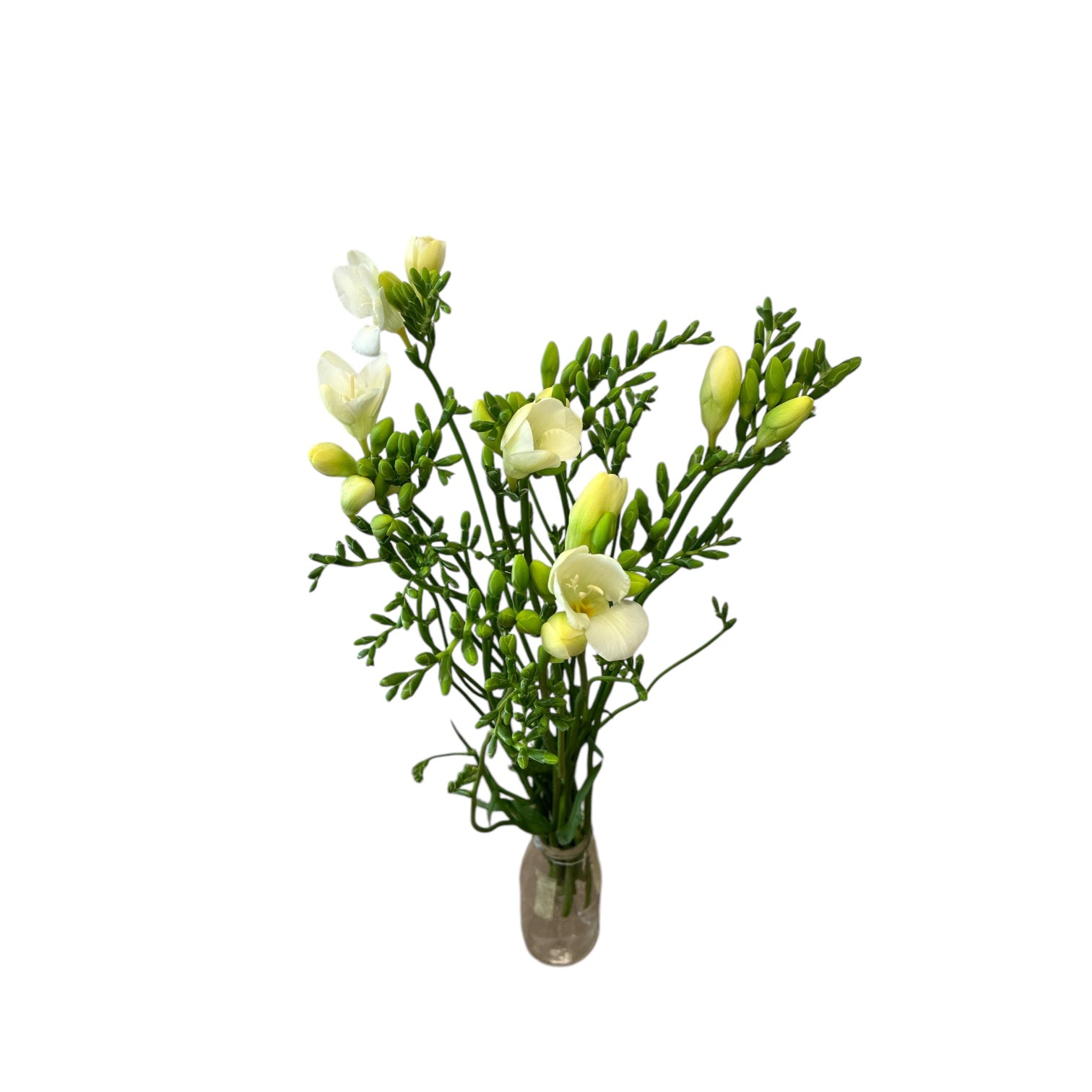 IMPORT-Freesia - White -  Corvette - 10 Stems