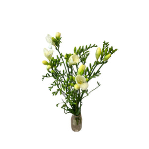 IMPORT-Freesia - White -  Corvette - 10 Stems