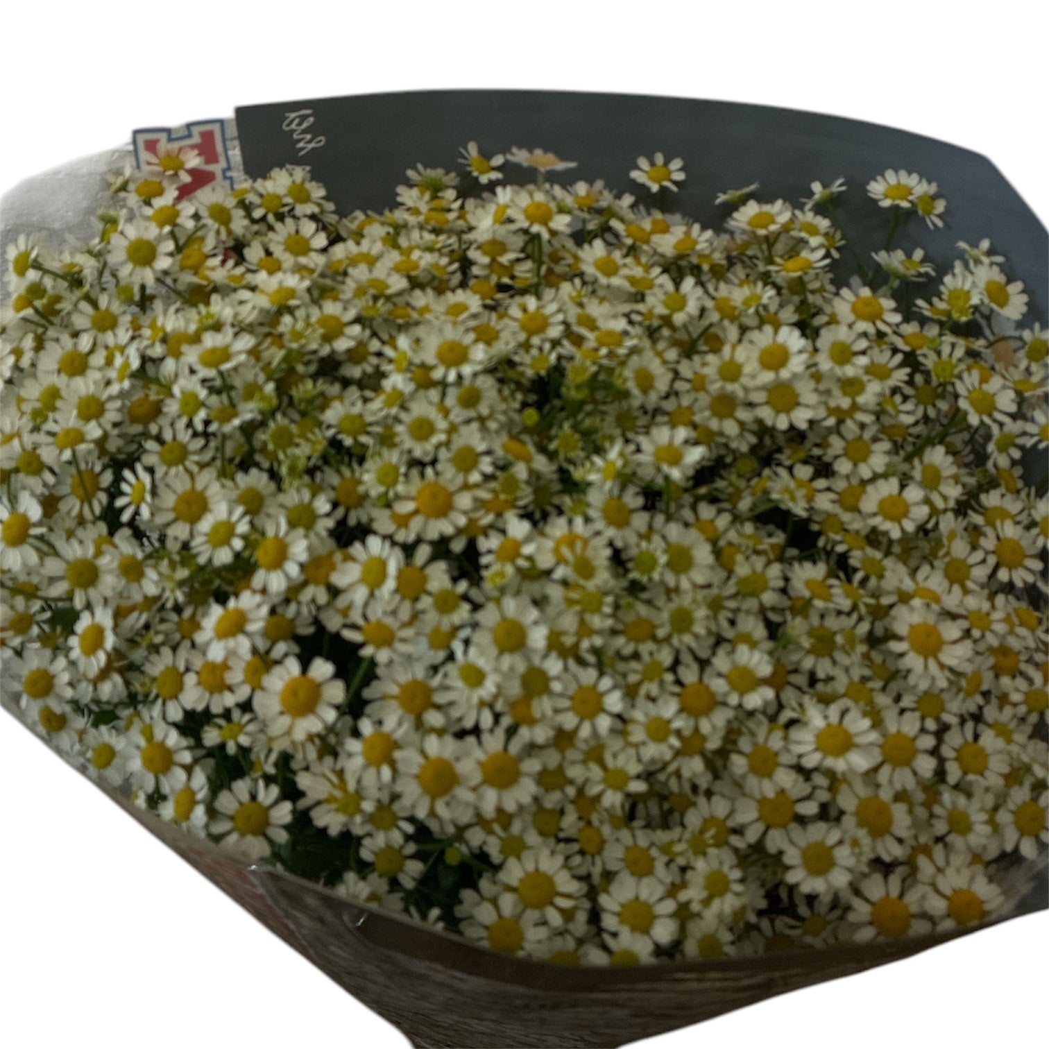 IMPORT-Matricaria Victory Single  - White/Yellow - Bunch of 5 stems
