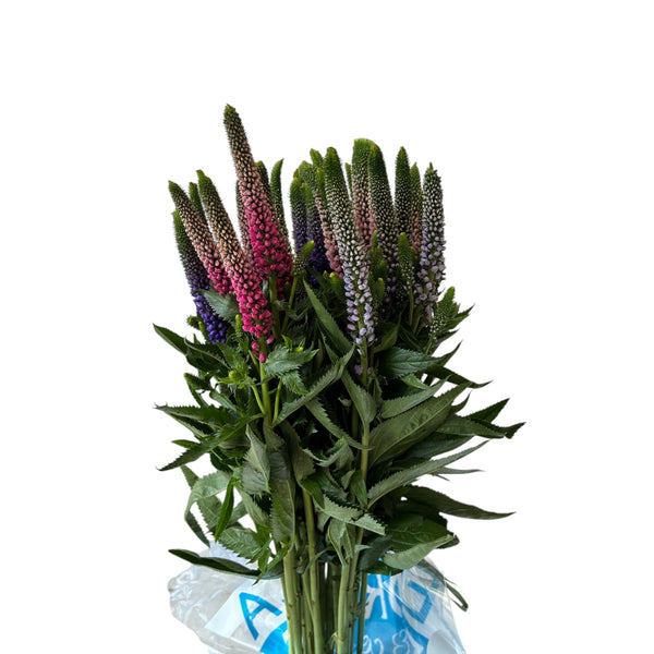 IMPORT-Veronica Smart Colours - Purple- 5 stems