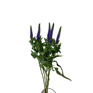 IMPORT-Veronica Smart Colours - Purple- 5 stems