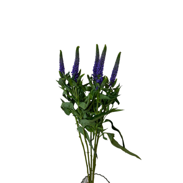 IMPORT-Veronica Smart Colours - Purple- 5 stems