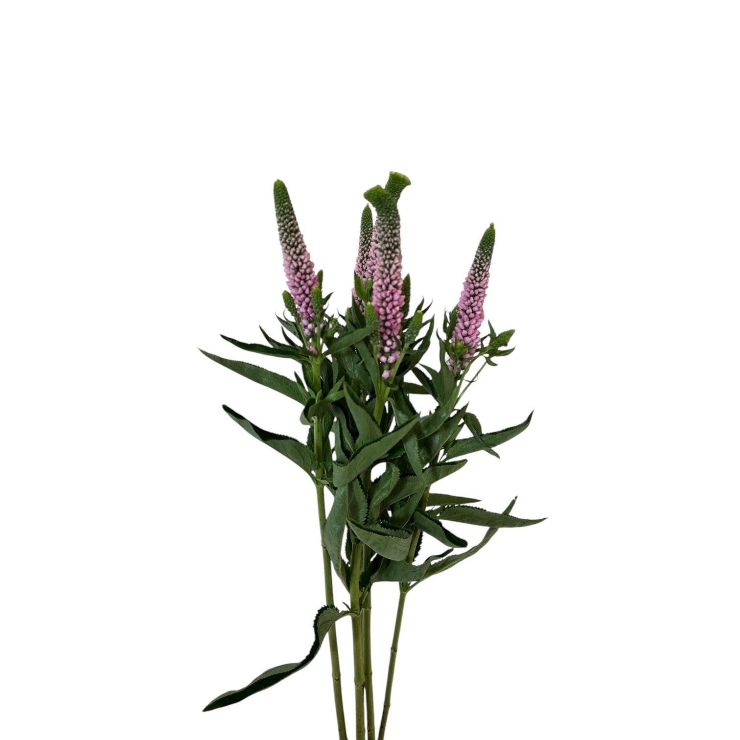 IMPORT-Veronica Smart Colours -Pale Pink - 5 stems