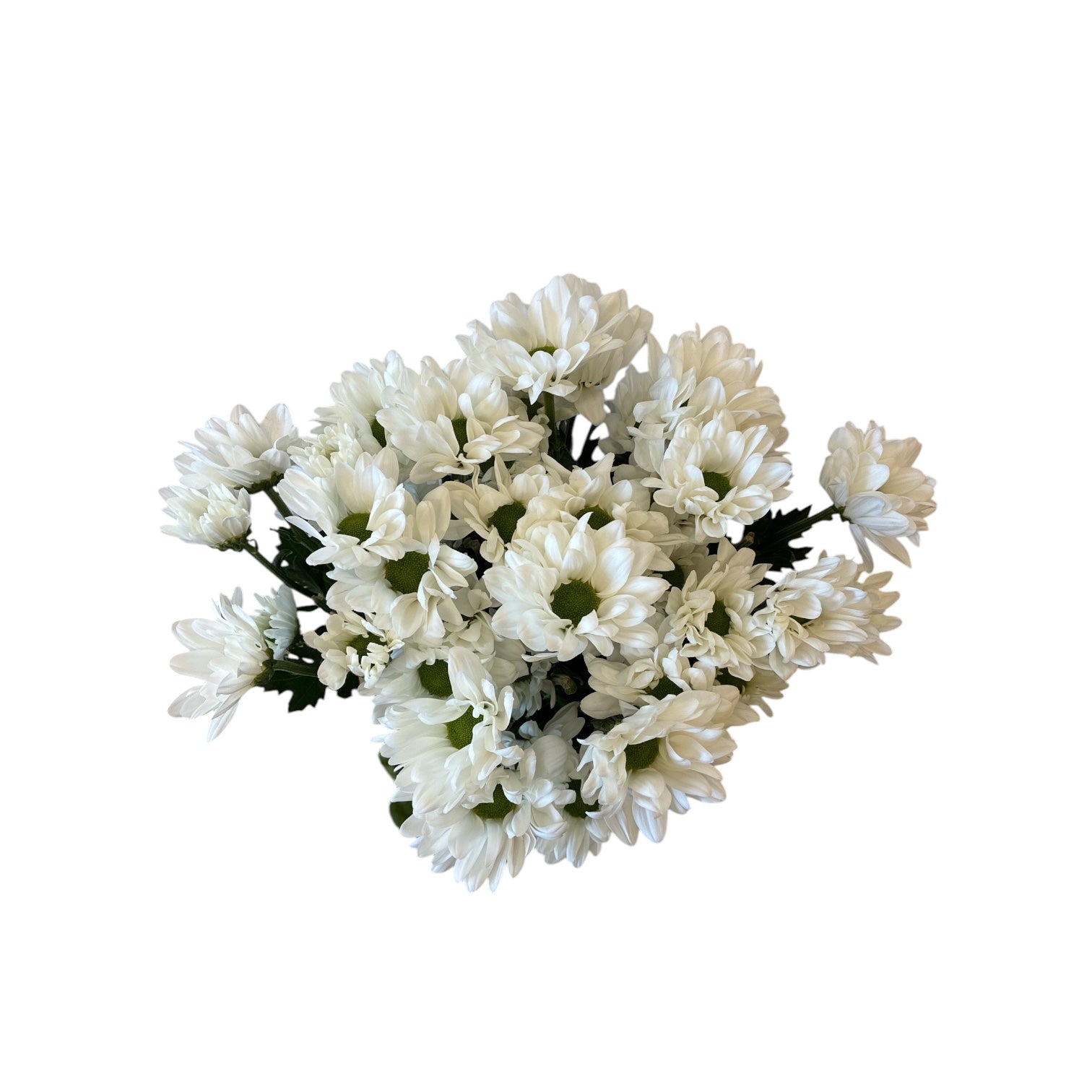 IMPORT-Chrysanthemum - Spray Chic White - 5 Stems