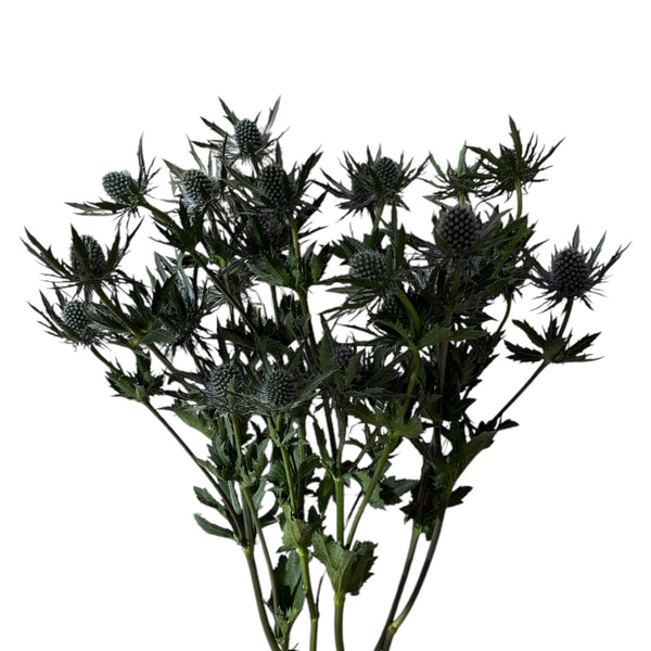 IMPORT - Eryngium Blue Aquarius Questar (ET) 5 Stems 60cm