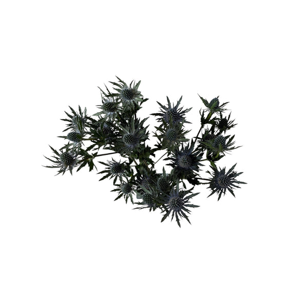 IMPORT - Eryngium Blue Aquarius Questar (ET) 5 Stems 60cm