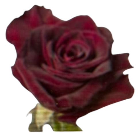 IMPORT ROSE - Large Headed Black Baccara 50cm 25 stems