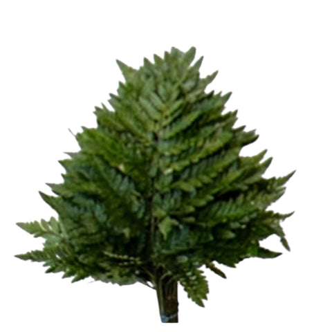 IMPORT - LeatherLeaf - Super - 20 stems