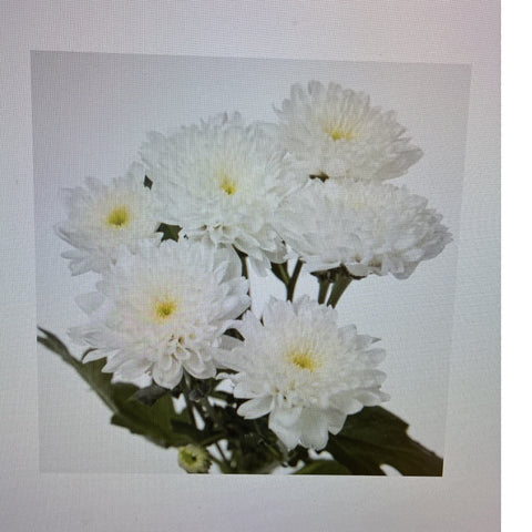 IMPORT-Chrysanthemum - Euro - white - 5 Stems