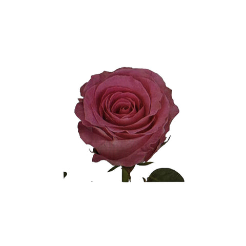 IMPORT - ROSE (KE) Small headed Bright Pink 50cm - Water Game