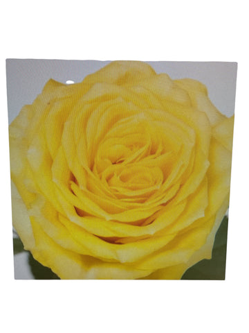 IMPORT - ROSE (KE) Small headed Yellow 50cm - Solero