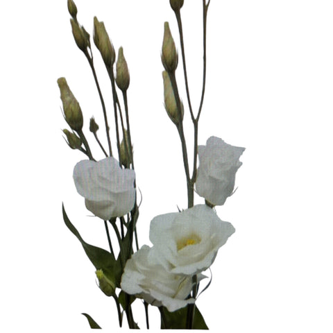 IMPORT-Lisianthus Rosita White - 10 stems