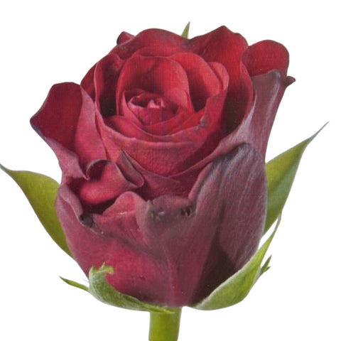 IMPORT - ROSE (KE) Small headed Red 50cm - Red Ribbon