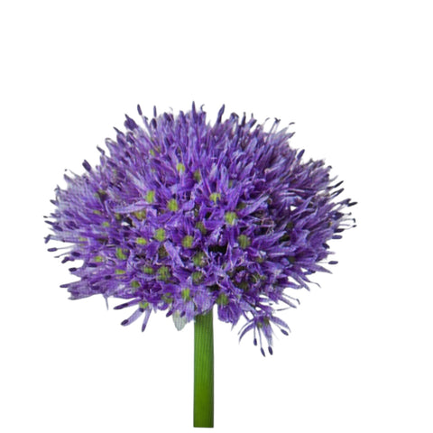 IMPORT - Allium -Purple Gladiator-10 stems
