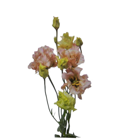 IMPORT - Lisianthus Alissa Light Apricot x 5 stems