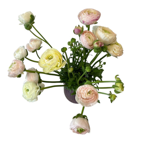 Ranunculus 40cm-Blush-10 stems