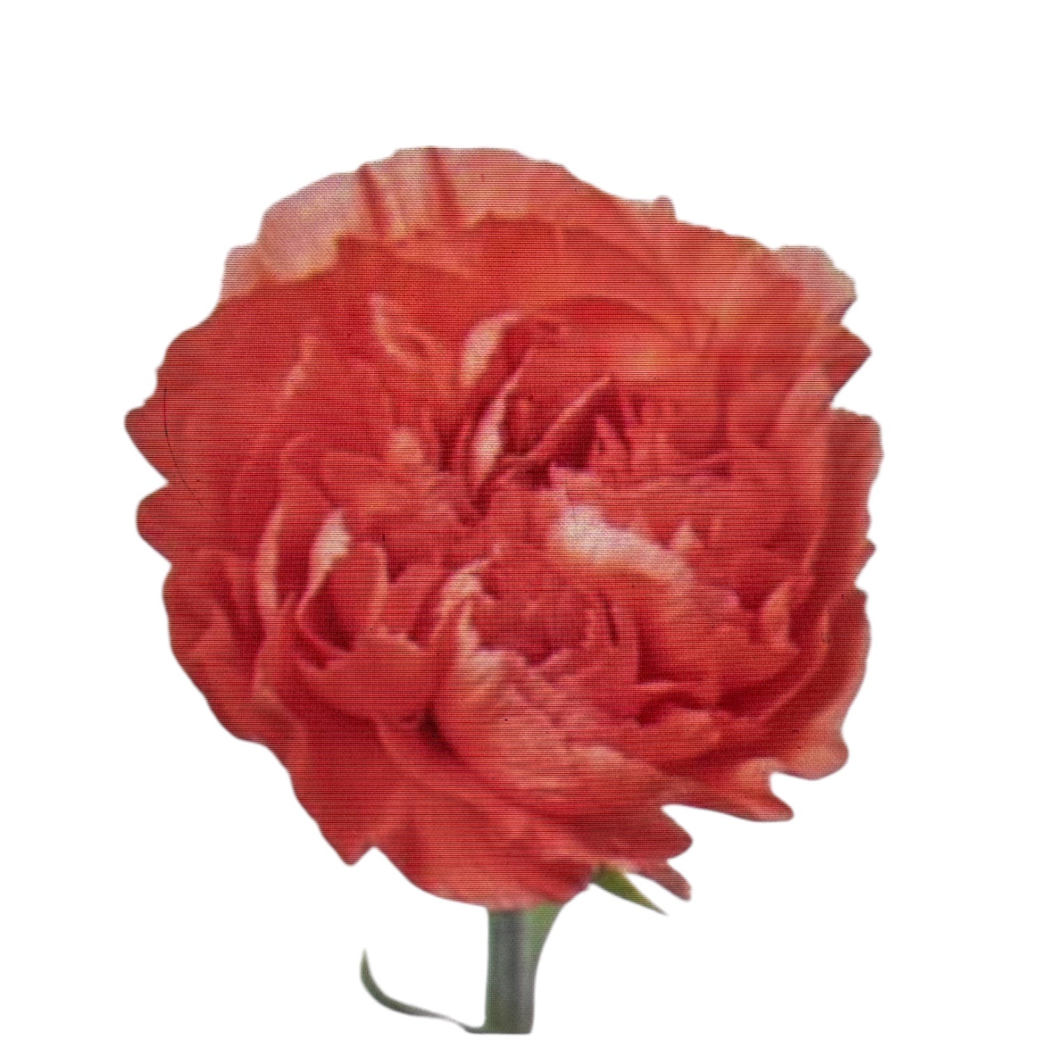 IMPORT - Carnation - Caroline Orange x 20 stems SPECIAL OFFER