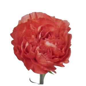 IMPORT - Carnation - Caroline Orange x 20 stems SPECIAL OFFER