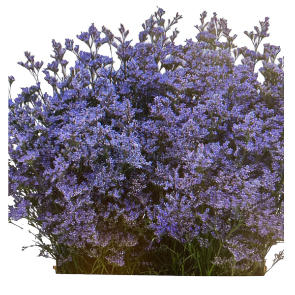 IMPORT(KE) Limonium Safora Lilac x 25 stems