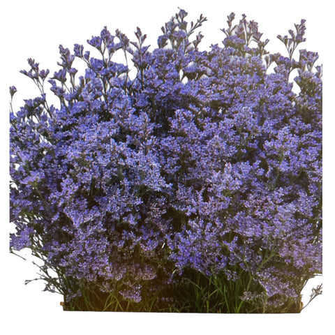 IMPORT(KE) Limonium Safora Lilac - 25 stems