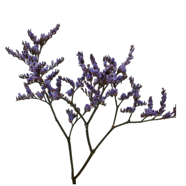 IMPORT(KE) Limonium Safora Lilac x 25 stems