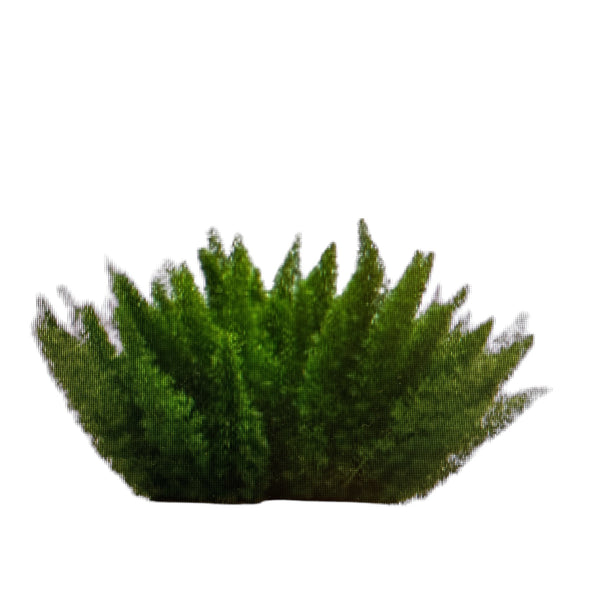 IMPORT - Asparagus Dens Myers - 25 stems