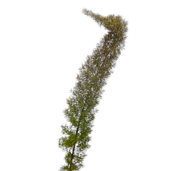 IMPORT - Asparagus Dens Myers - 25 stems