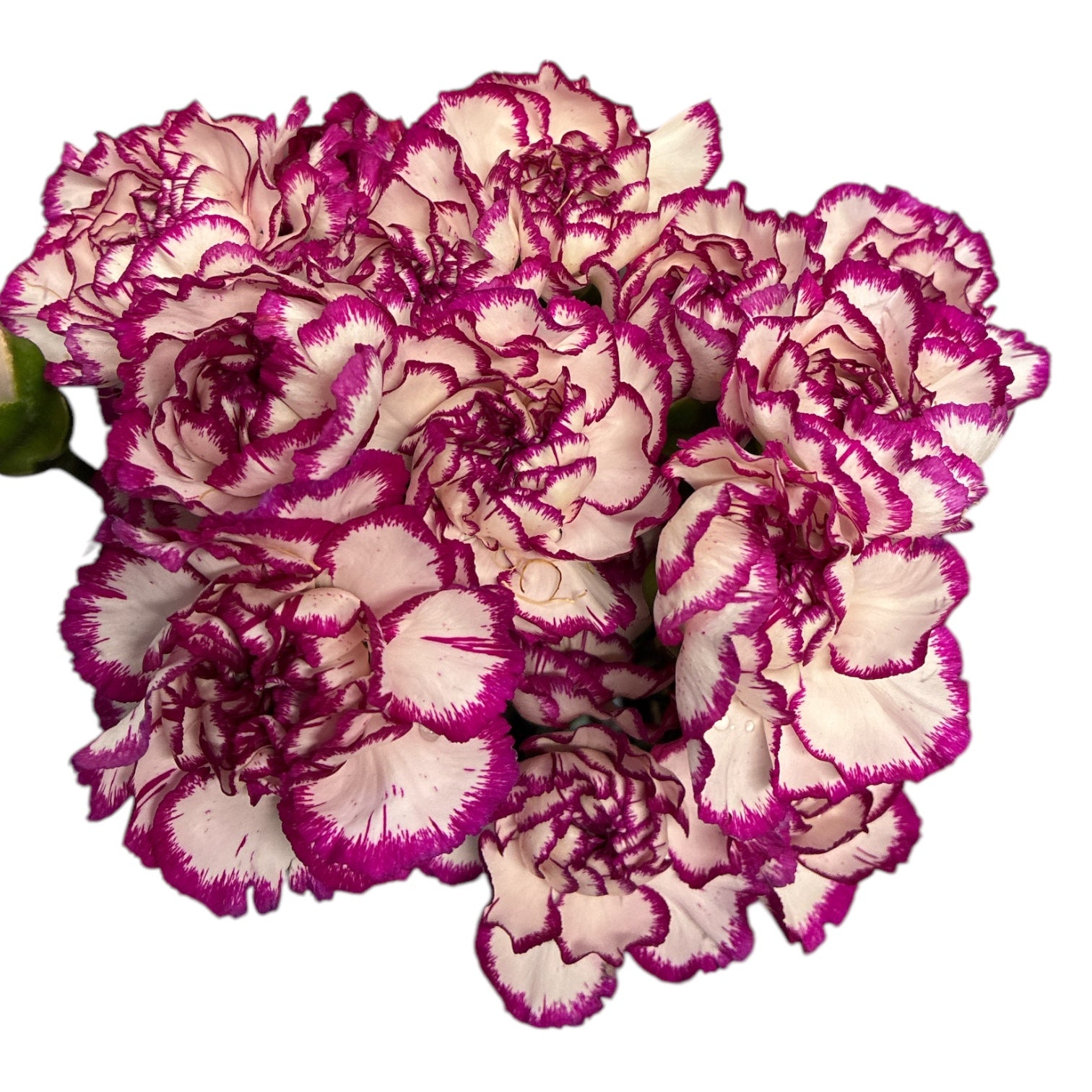 IMPORT - Standard Carnation - Fancy Purple 25 stems - SPECIAL OFFER