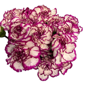 IMPORT - Standard Carnation - Fancy Purple 25 stems - SPECIAL OFFER