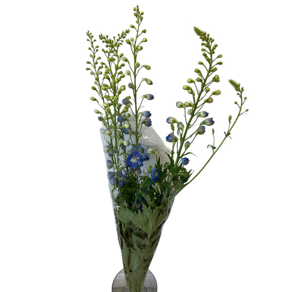 Delphinium -Mixed Blues 10 stems