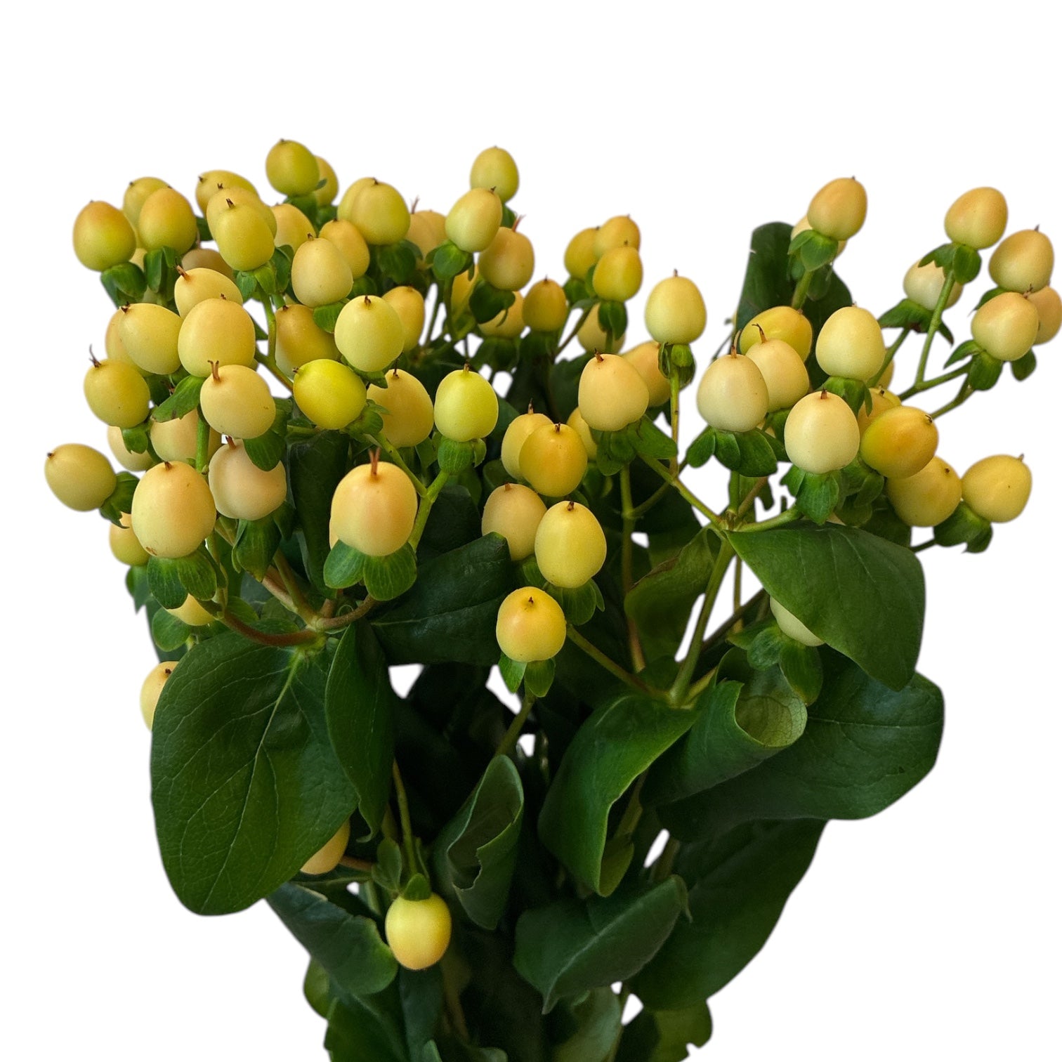 IMPORT Hypericum - Coco Gelato in 5's