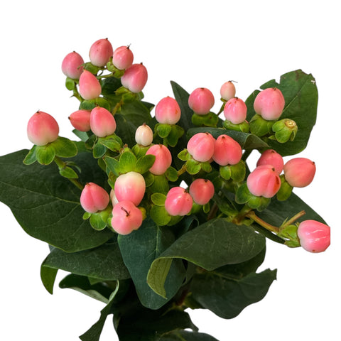 IMPORT Hypericum - Coco Casino (pale pink) in 5's