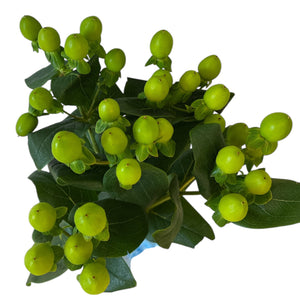 IMPORT Hypericum - Coco Bamboo in 5's