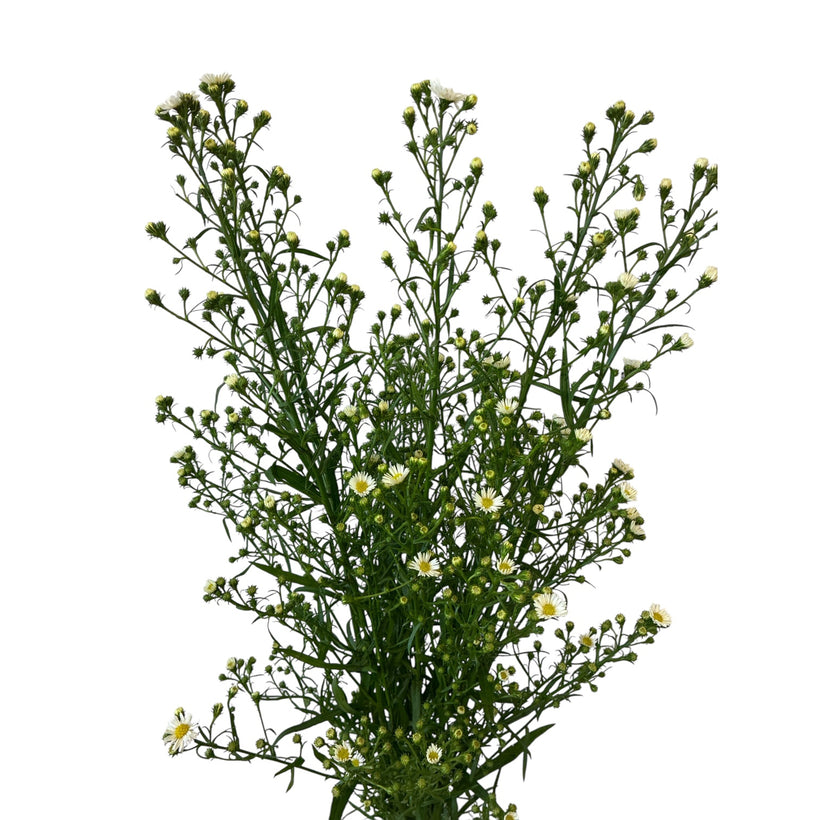 Aster