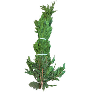 Foliage Conifer 2kg bundle  -  Local