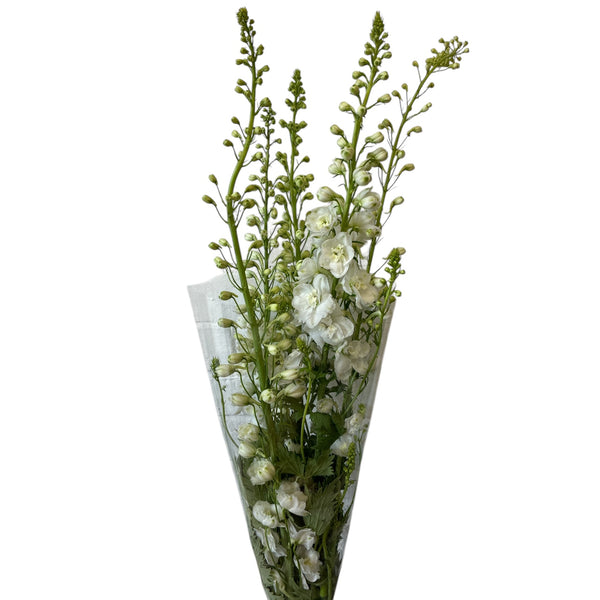 Delphinium - White spires 10 stems