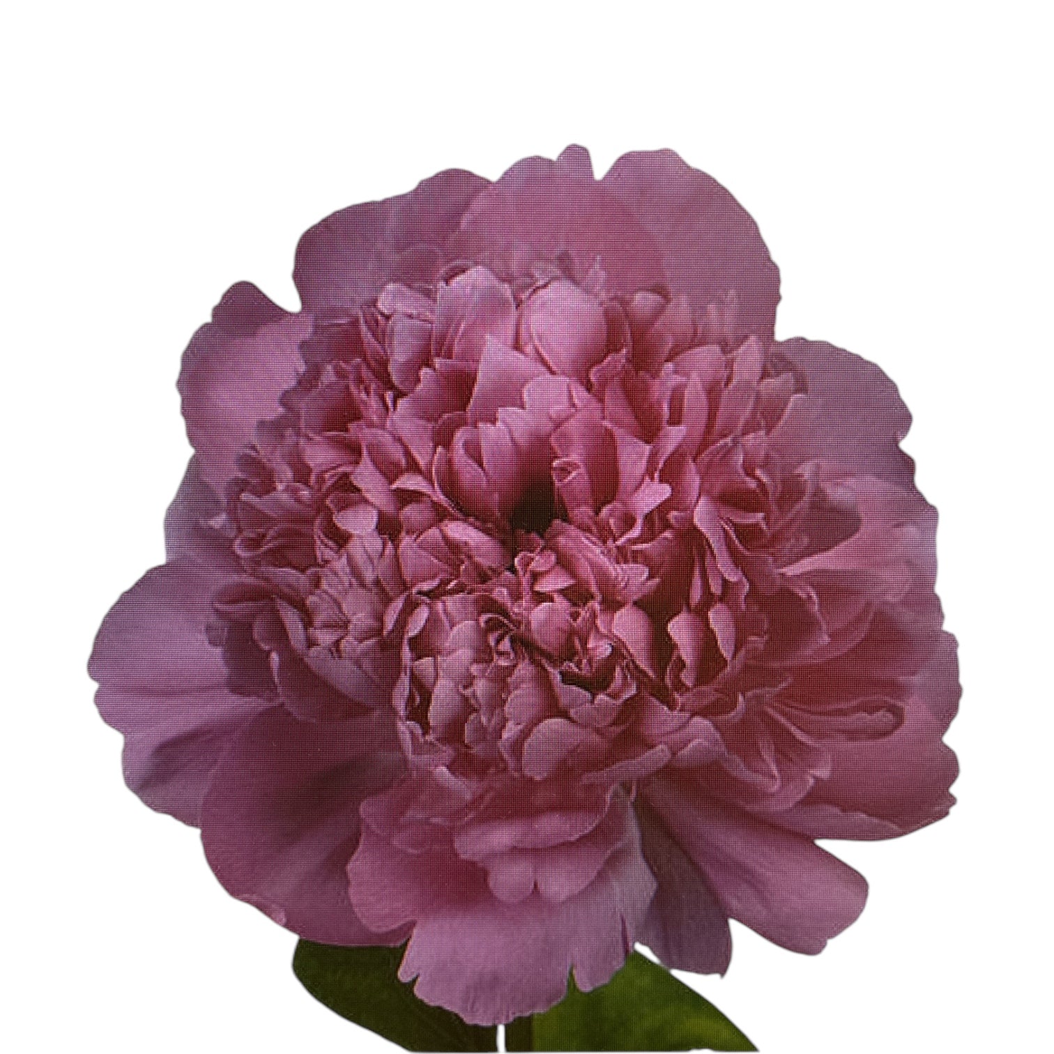 IMPORT - Peony - Pink Panther  x 10 stems