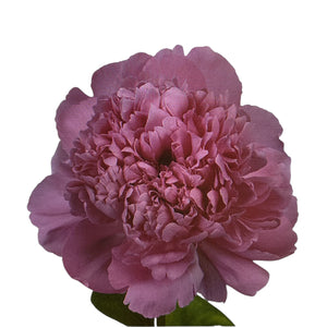 IMPORT - Peony - Pink Panther  x 10 stems