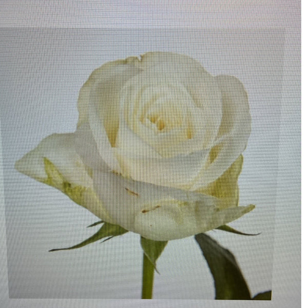 IMPORT - ROSE (ET) medium headed Cream  60cm - Snowstorm