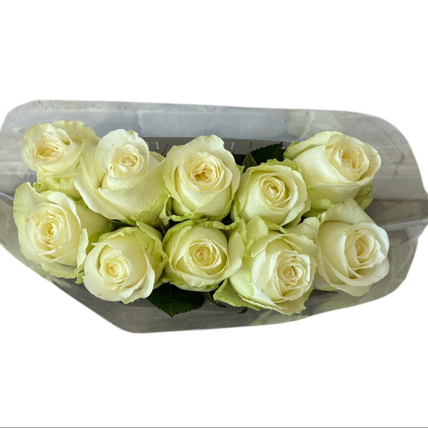 IMPORT - ROSE (ET) medium headed Cream  60cm - Snowstorm