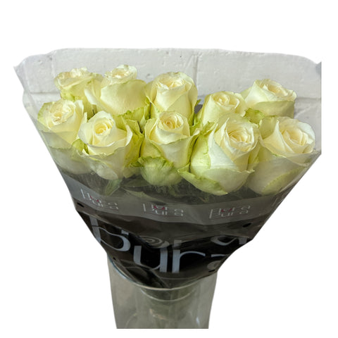 IMPORT - ROSE (ET) medium headed Cream  60cm - Snowstorm